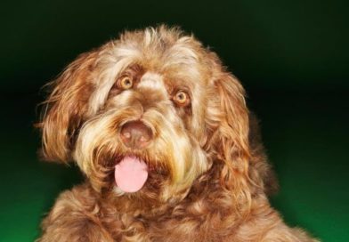 10 spørsmål om dyr