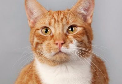 Puslespill med dyr Puslespill dyr