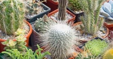 10 quiz med svar - Lett blanding 2