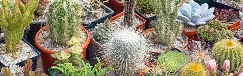 10 quiz med svar - Lett blanding 2