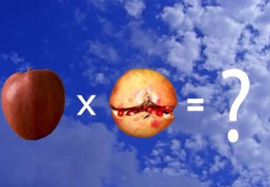 regnestykker som tekstoppgaver del 1