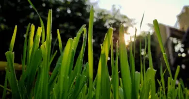 Kubb